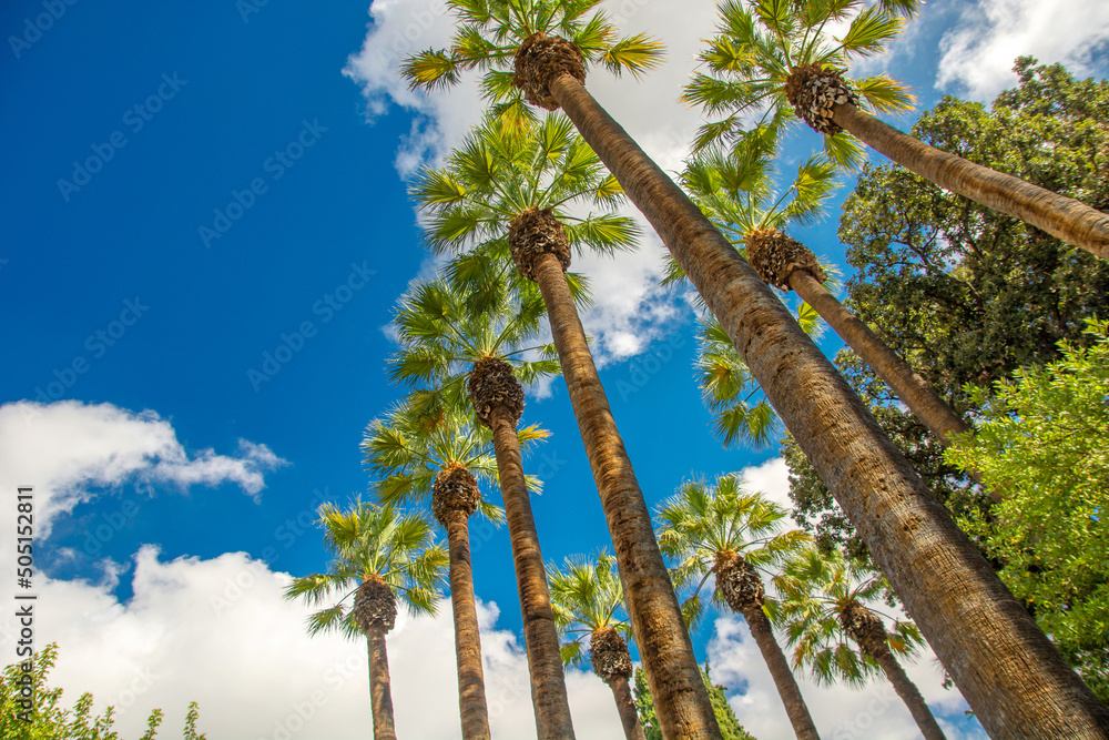 Palms tree on the beach against the background of white clouds nature. Palm background.