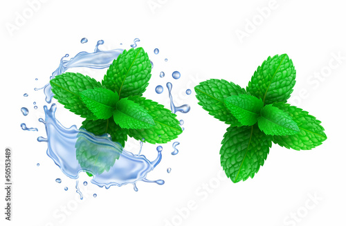 Water wave swirl splash with green fresh mint leaves, Peppermint and menthol spearmint illustration vector 3d