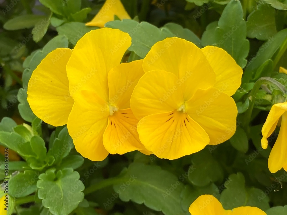 Gelbe Hornveilchen blühen im Garten Gelbe Hornveilchen blühen im Garten
