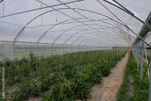 Tomates poussant dans une serre dans le Morbihan