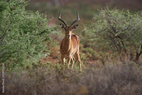 Canvastavla Impala (Aepyceros melampus)  Mokala National Park, South Africa