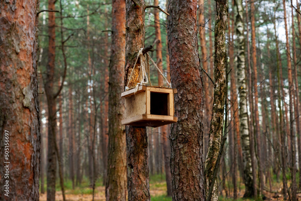 Wooden bird feeder on a pine tree in the forest. Animal care. Sunny spring day. Preservation of the population. Ecology protection.