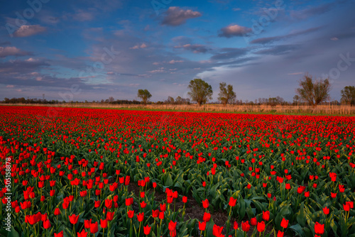 Sunset over the blooming tulip field in Poland