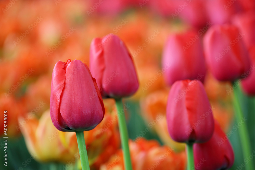 Fototapeta premium Red and orange tulip flowers, colorful spring background. Field of blooming tulips, selective focus