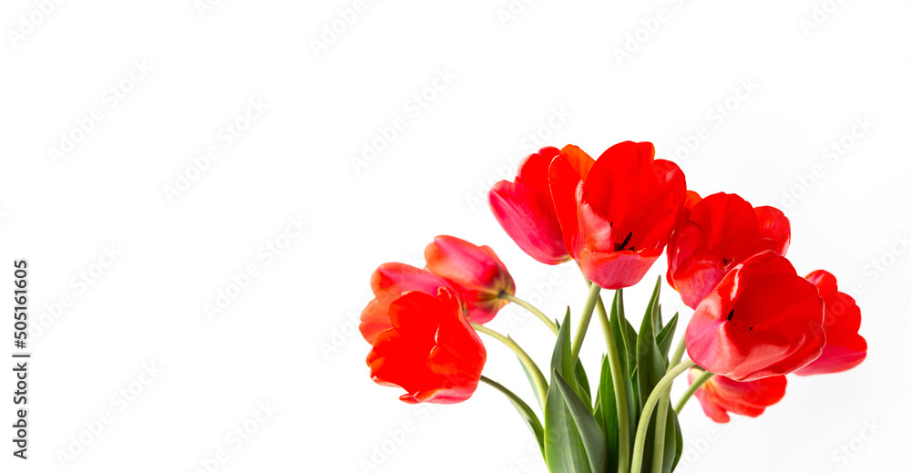 Closeup of red tulips isolated on white background. Seasonal holiday spring banner Closeup of red tulips isolated on white background. Seasonal holiday spring banner