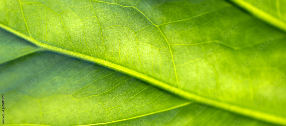 Side of a green leaf with veins close-up. Botanical texture background. Ecology nature freshness lifestyle stylish banner. Wallaper plant Side of a green leaf with veins close-up. Botanical texture background. Ecology nature freshness lifestyle stylish banner. Wallaper plant