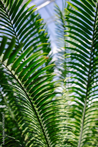 Palm leaf close-up. Stylish green fresh background. Tropical jungle forest texture. Botanical Garden. Vacation in a warm country on the coast mood. Sunny day in summer