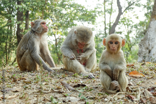 In the Beautiful Monkeys Family Moments, monkey mothers, and baby monkeys live together as a family.