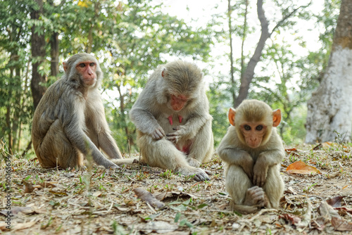 In the Beautiful Monkeys Family Moments, monkey mothers, and baby monkeys live together as a family.