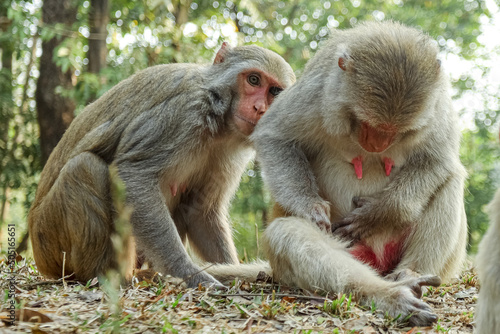 monkeys love Moments, two monkey 