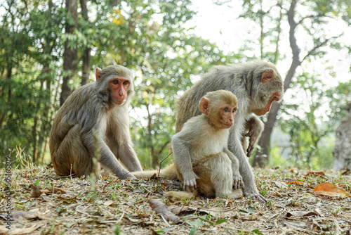 In the Beautiful Monkeys Family Moments, monkey mothers, and baby monkeys live together as a family.