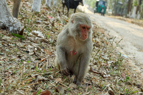 Monkey in a Temple forest park in Rangamati, Monkey Beautiful moments