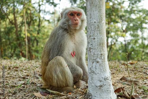 Monkey in a Temple forest park in Rangamati, Monkey Beautiful moments
