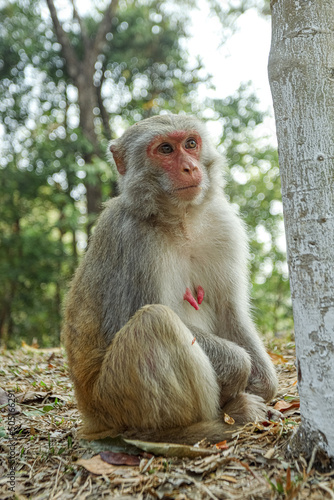 Monkey in a Temple forest park in Rangamati, Monkey Beautiful moments