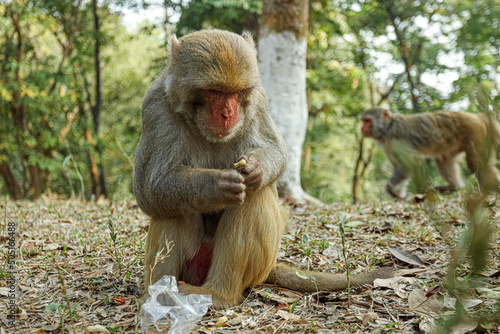Monkey in a Temple forest park in Rangamati, Monkey Beautiful moments