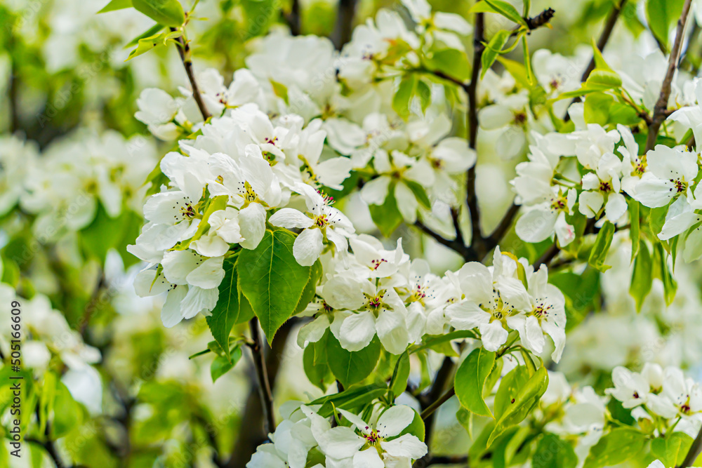 An apple tree blooming in the Far East. Early spring, cloudy day after rain. An apple tree blooming in the Far East. Early spring, cloudy day after rain.