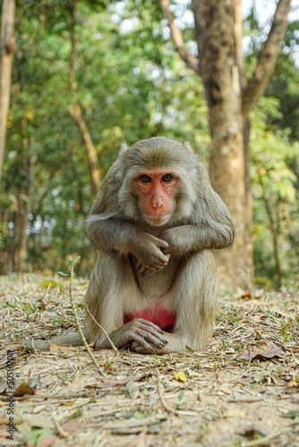 Monkey in a Temple forest park in Rangamati, Monkey Beautiful moments