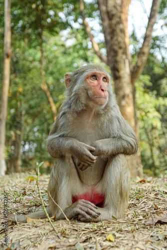 Monkey in a Temple forest park in Rangamati, Monkey Beautiful moments