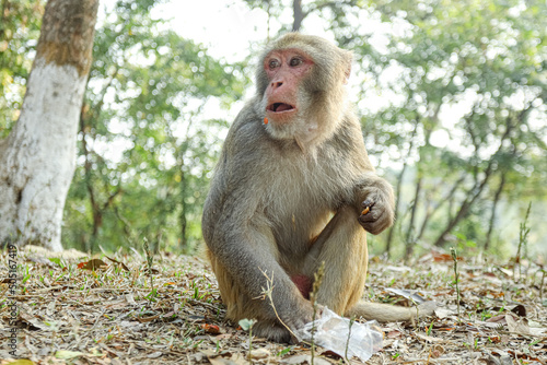 Monkey in a Temple forest park in Rangamati, Monkey Beautiful moments