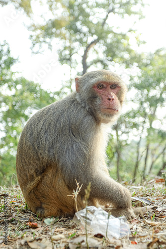 Monkey in a Temple forest park in Rangamati, Monkey Beautiful moments