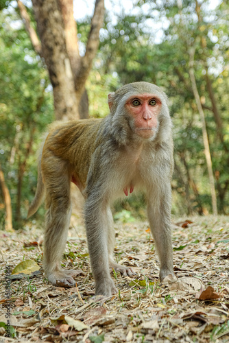 Monkey in a Temple forest park in Rangamati, Monkey Beautiful moments