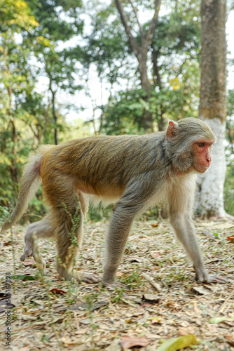 Monkey in a Temple forest park in Rangamati, Monkey Beautiful moments