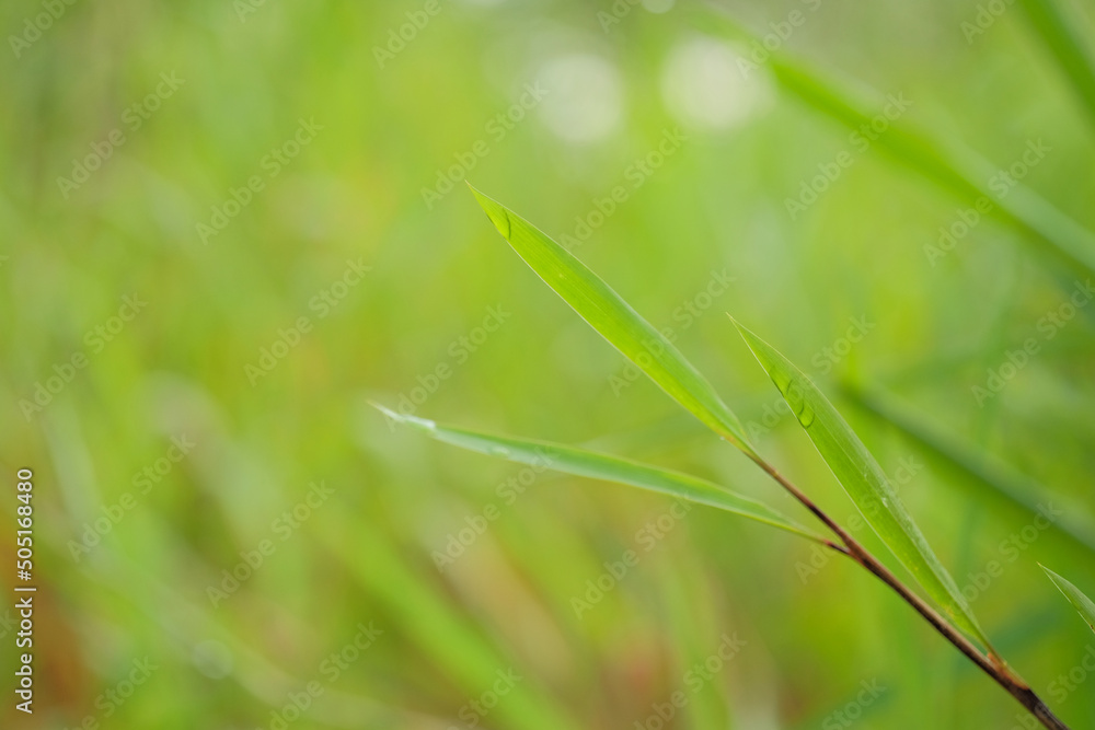 tall Green glass leaves blurred background tall Green glass leaves blurred background