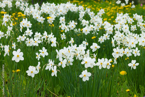 White daffodils with a yellow core are blooming in the garden. Large field of daffodils. Spring white and yellow flowers.