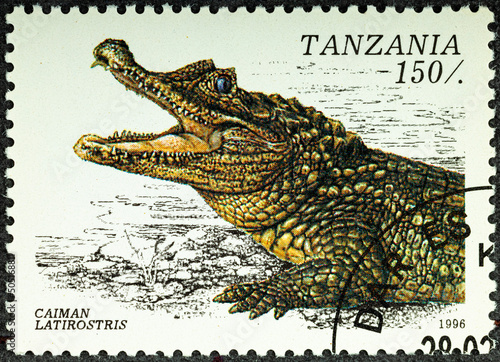 TANZANIA - CIRCA 1996: A stamp printed in Tanzania depicts a Caiman Latirostris crocodile, circa 1996.