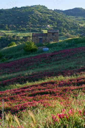 red flowering countryside typical of Sulla Hedysarum Coronarium with a rural house in Central Sicily in the warm hours close to sunset photo