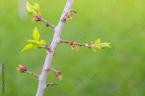 beautiful spring flower buds on a tree against the sky © Nana_studio