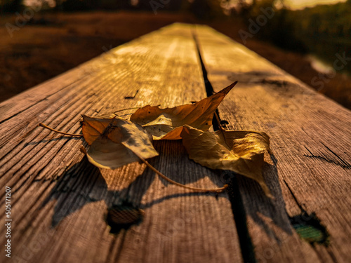 autumn leaves on a wooden bench