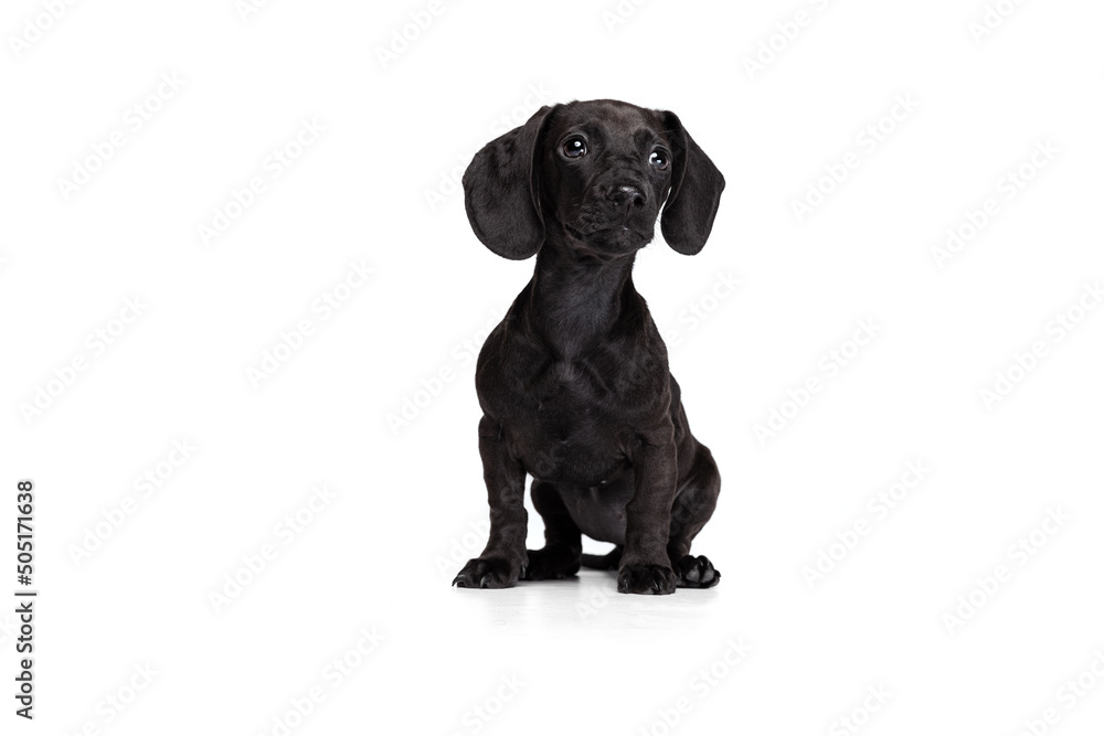Cute puppy of dachshund dog posing isolated on white studio background. Concept of motion, pets love, animal life. Cute puppy of dachshund dog posing isolated on white studio background. Concept of motion, pets love, animal life.