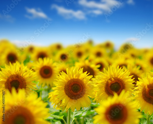 field of blooming sunflowers