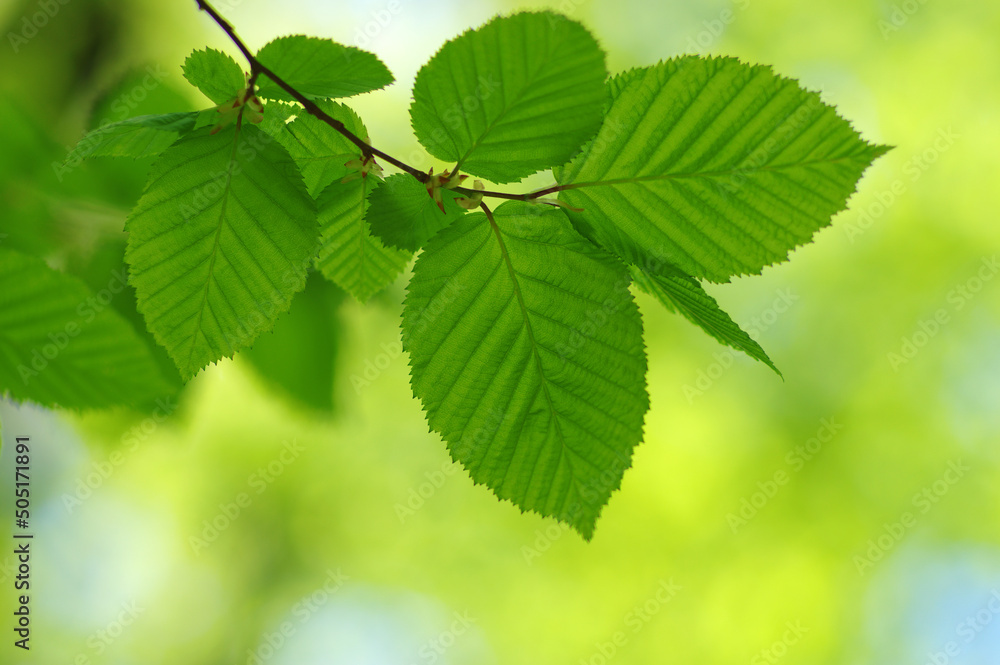 Green leaves plants nature spring background at Green leaves plants nature spring background at