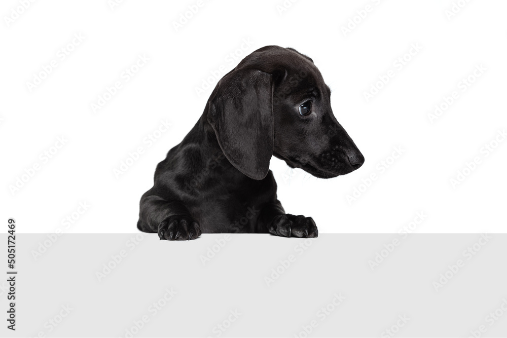 Half-length portrait of cute dachshund dog posing isolated on white studio background. Concept of breed, motion, pets love, animal life. Half-length portrait of cute dachshund dog posing isolated on white studio background. Concept of breed, motion, pets love, animal life.