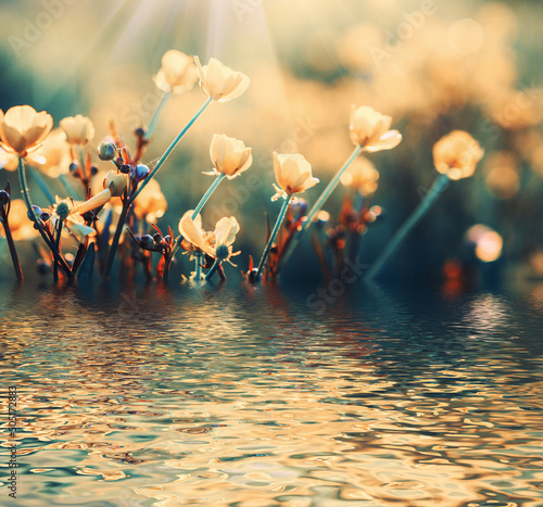 Field flower near the riple water