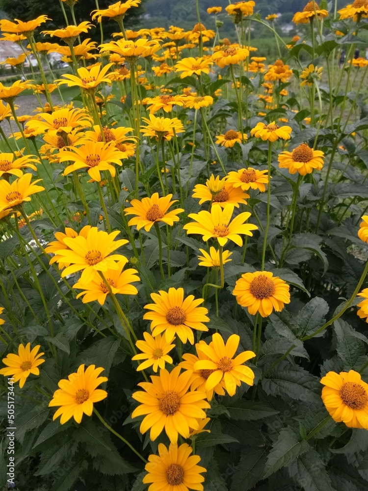 yellow flowers background yellow flowers background