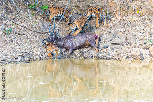Tiger cubs feasting on a kill made by their mother.   photo