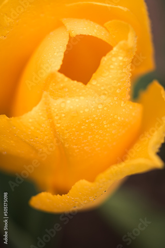 Bright yellow tulip flower after rain macro