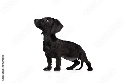 Portrait of black dachshund dog training isolated on white studio background. Concept of motion, pets love, animal life. Funny puppy © master1305