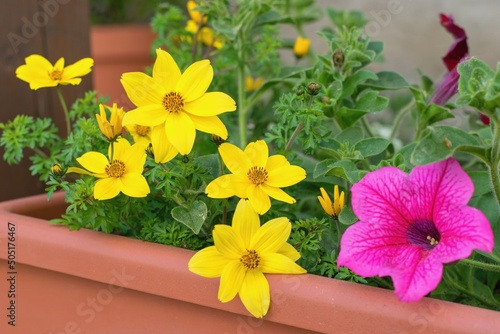 Bidens ferulifolia - beautiful yellow flowers planted together with other plants in the pot, summer teracce. photo