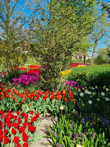 A sea of blossoms in spring in the open-access Poldertuin (Polder Garden) in Anna Paulowna, North Holland, The Netherlands photo