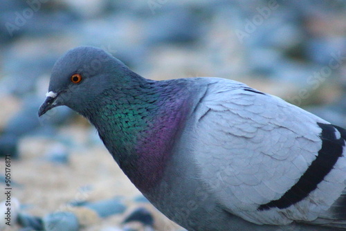 flowers and birds are natural lifes beatuy  photo