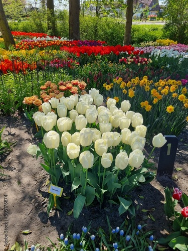 The freely accessible Poldertuin (Polder Garden) in Anna Paulowna, North Holland, Netherlands, attracts thousands of visitors every spring; here in the picture a cluster of white tulips