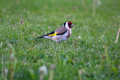 flowers and birds are natural lifes beatuy  © MusacanER