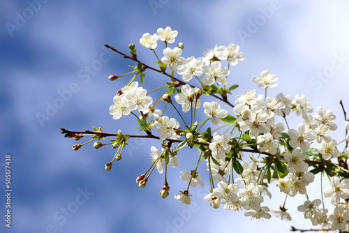 Cherry blossom in spring garden on background of blue sky and clouds. Wet white flowers on a branch