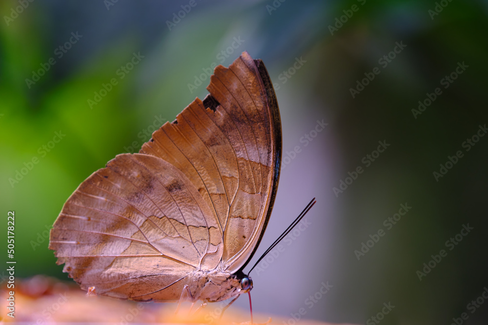 Obraz premium Beautiful blue morpho butterfly (Morpho sp.) perched with its wings closed and its proboscis extended