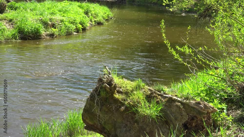 River water stream landscape in wild nature from the spring to summer season. View of the tree stump on a green grassy riverside. A sunny day scene. River water stream landscape in wild nature from the spring to summer season. View of the tree stump on a green grassy riverside. A sunny day scene.