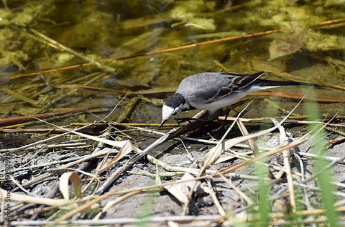 White wagtail at the water's edge. photo